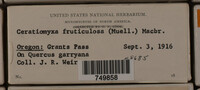 Ceratiomyxa fruticulosa var. fruticulosa image